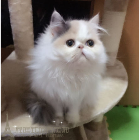 长毛波斯猫幼猫 活体 梵文波斯猫 加菲猫短毛猫 纯种波斯猫p