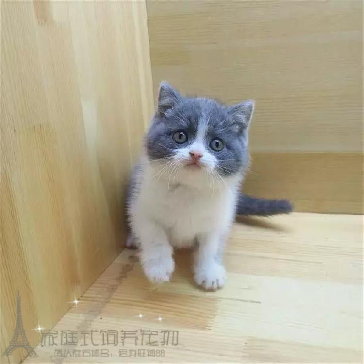 包邮小猫咪英短蓝白家猫活体纯种宠物猫英国短毛猫幼仔家养幼猫p