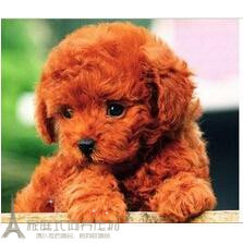 家养纯种红泰迪幼犬茶杯泰迪狗玩具型迷你赛级灰色贵宾3pp