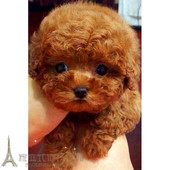 赛级红泰迪幼犬茶杯长不大 泰迪狗玩具型迷你赛级灰色贵宾42p