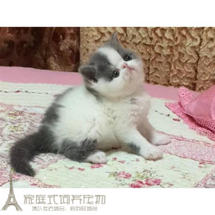 注册猫舍出售加菲猫宠物猫活体纯种幼猫幼崽加菲猫活体蓝白弟弟p