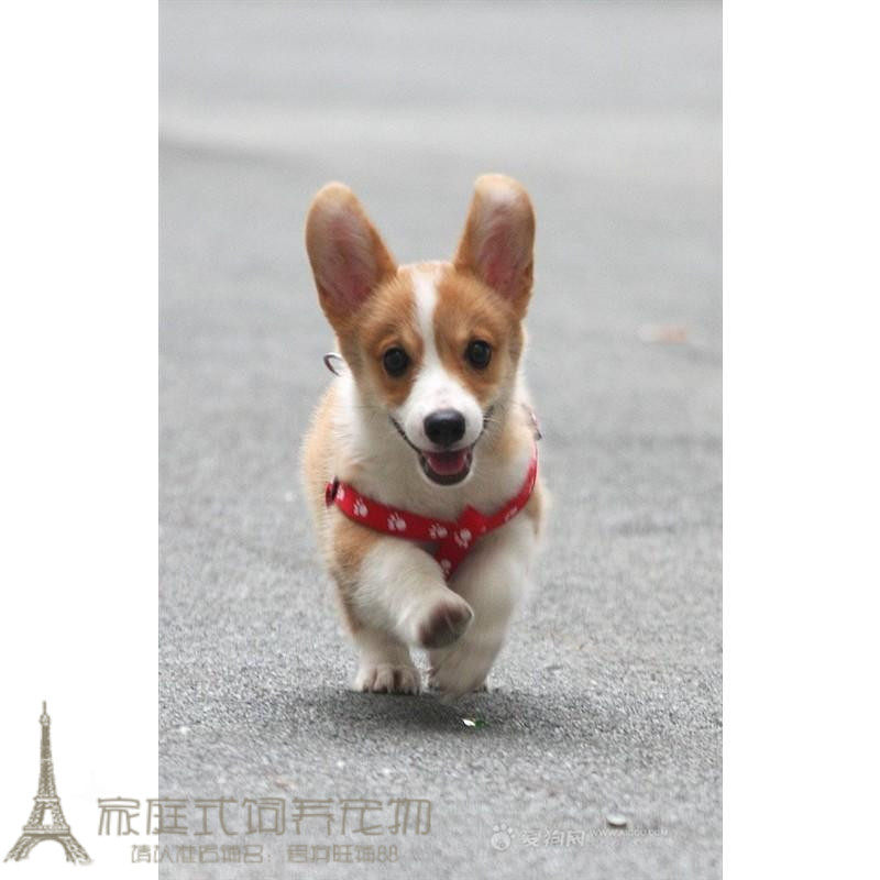 双色柯基犬幼犬活体宠物狗纯种威尔士柯基犬活体支持支付宝p