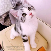 美短加白妹妹幼猫母高白粉爪美短猫咪银虎斑樊花宠物活体起司猫p