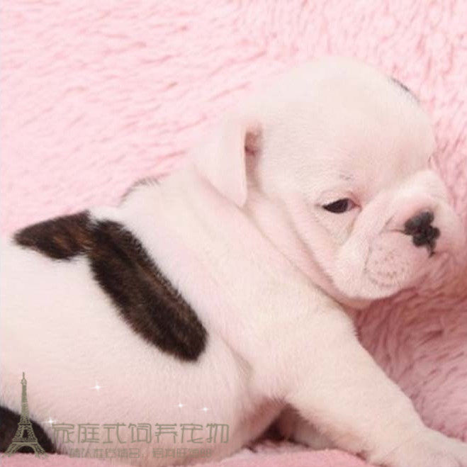 英国斗牛犬幼犬出售公母有虎皮色英斗幼犬活体宠物狗双血统带证p