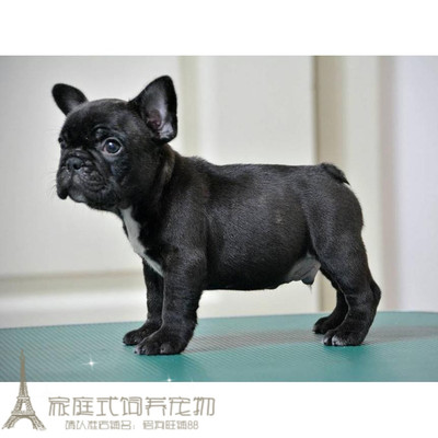 法斗黑色纯血统法国斗牛犬
