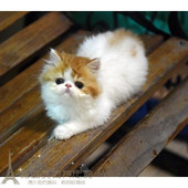 赛级加菲猫宠物纯种血统幼猫妹妹异国短毛猫红白净梵加菲猫活体p