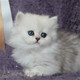 金吉拉幼猫长毛猫纯种家养银渐层绿眼宠物猫活体包健康全国 包邮