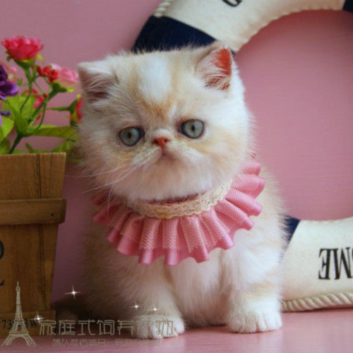 电影版加菲宠物猫活体纯种幼猫红白大包子脸水滴眼黄色异短猫p