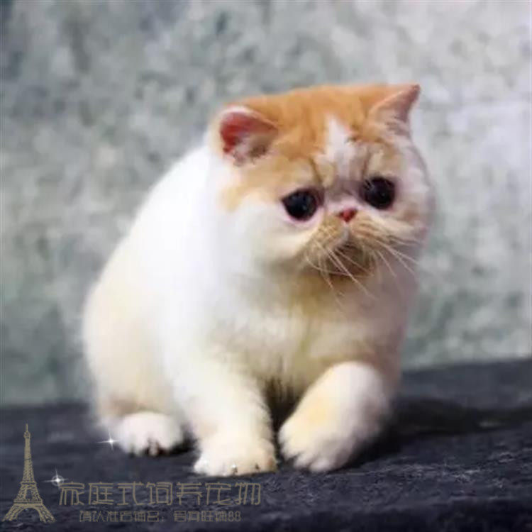 赛级繁育宠物猫异短加菲猫活体幼猫虎斑纯种加菲异国短毛猫出售p