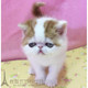 出售加菲猫宠物猫活体纯种短毛幼猫幼崽加菲猫活体幼猫红白弟弟p