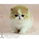出售加菲猫宠物猫异国短毛猫家养纯种短毛加菲幼猫活体视频上门p