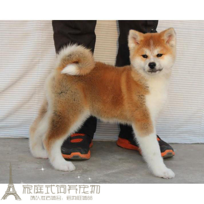 上海出售纯种日系秋田犬幼犬活体宠物狗狗日本秋田犬忠犬八公p