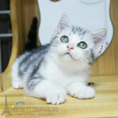 出售美短加白起司猫美国短毛猫美短活体家养幼猫宠物猫银虎斑p