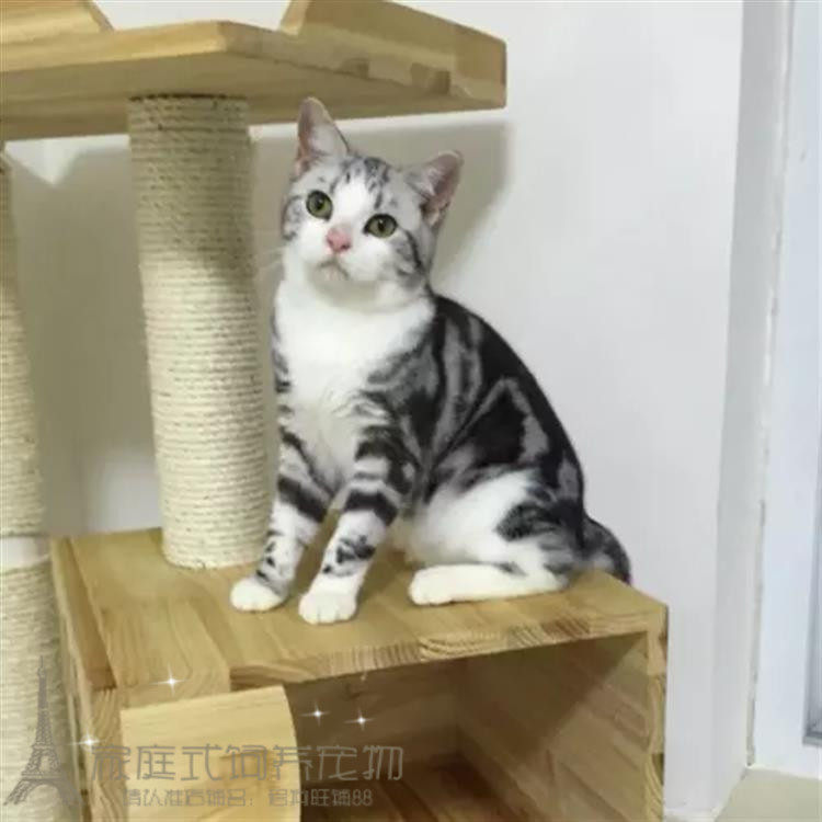 赛级纯种美国短毛猫 银虎斑加白活体美短宠物猫幼猫小猫出售g