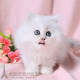 CFA赛级出售幼猫长毛猫纯种家养金吉拉宠物猫活体金吉拉猫咪p