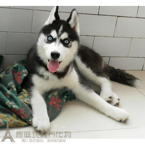 出售活体双蓝眼哈士奇幼犬