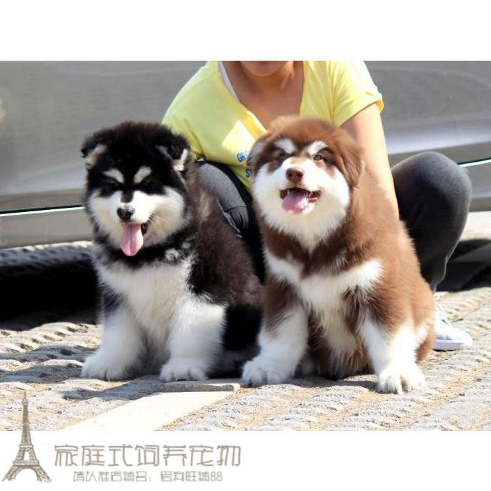 赛级纯种阿拉斯加雪橇犬幼犬活体温顺听话可视频宠物狗狗出售p