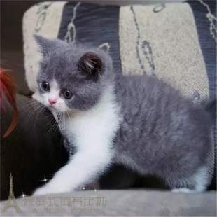 纯种英国短毛猫幼猫英短蓝白活体宠物猫正八五粉蓝白猫活体猫崽p