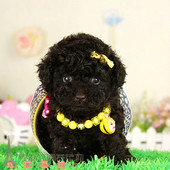 热卖 咖啡贵宾玩具宠物狗巧克力泰迪犬宠物活体泰迪熊小型p