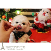 纯种家养白色泰迪犬白色贵宾犬活体幼犬出售疫苗齐包健康p