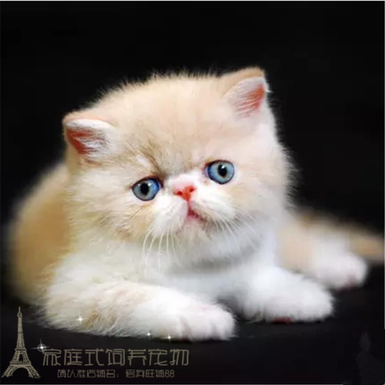 出售宠物猫加菲猫幼猫活体异国短毛猫纯种家养异短加菲幼猫赛级g