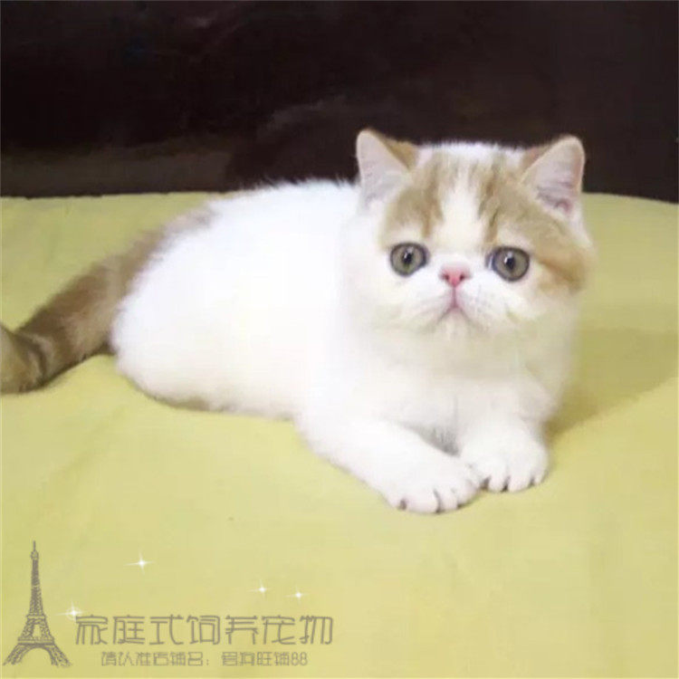 红虎斑加菲猫幼猫纯种异国短毛猫加菲猫活体家养加菲猫宠物猫g