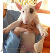 纯种海盗眼牛头梗幼犬活体斗牛梗宠物狗狗孙红雷同款 支持支付宝p