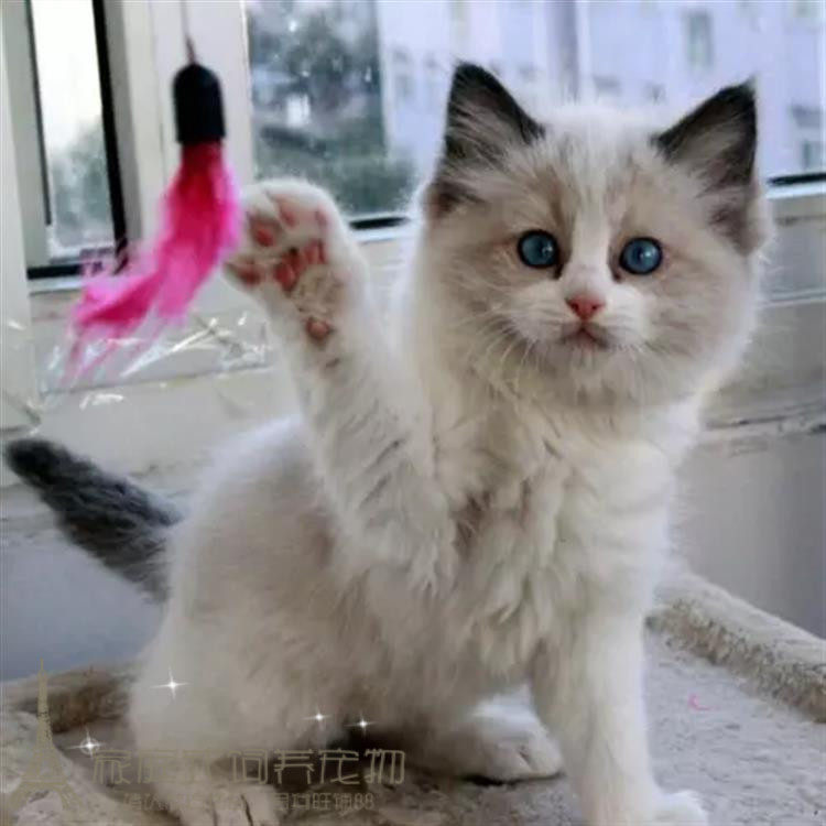 赛级血统蓝双色布偶猫幼猫出售纯种活体宠物猫咪幼崽布偶小猫p