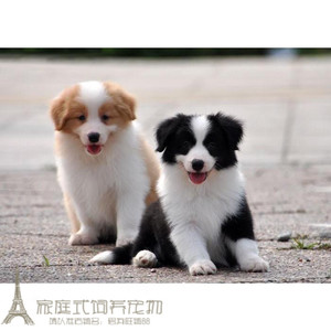 赛级纯种边境牧羊犬幼犬活体边牧狗狗双血统高智商宠物狗出售g