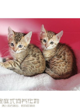 出售活体幼崽孟加拉豹猫
