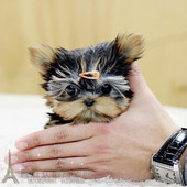 家养纯种约克夏幼犬约克夏梗狗狗金头银背小型狗宠物犬p