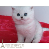 英短银渐层活体纯种苏格兰折耳猫宠物猫渐层英短幼猫家幼崽小猫p