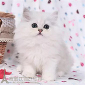 出售金吉拉幼猫家养长毛猫纯种金吉拉宠物猫活体纯白猫银渐层p