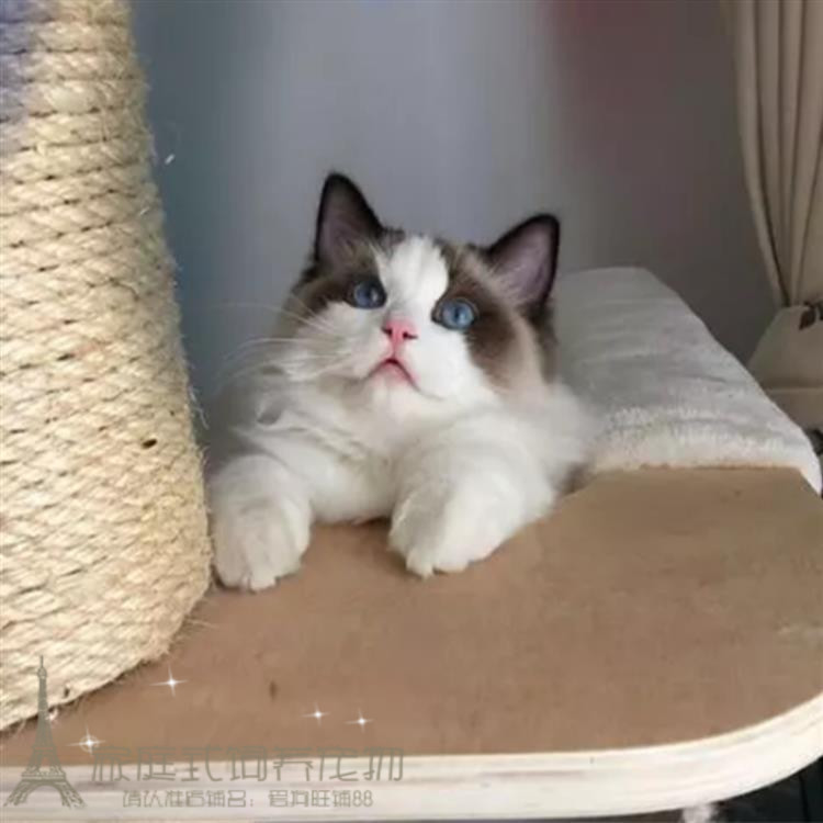 宠物猫咪活体蓝猫家养折耳猫波斯猫加菲猫布偶猫暹罗猫幼猫出售p图片