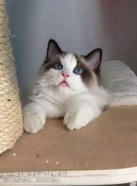 宠物猫咪活体蓝猫家养折耳猫波斯猫加菲猫布偶猫暹罗猫幼猫出售p