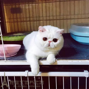 出售家养纯种宠物小猫咪 加菲猫活体幼猫异国短毛猫p 红虎斑加白