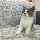纯种英短蓝白立耳猫 蓝猫宠物猫幼猫活体可视频挑选p 英国短毛猫