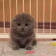 英国短毛猫蓝猫活体小猫英短蓝猫折耳猫纯种猫种苗家养幼猫p 包邮