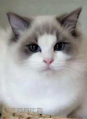 布偶活体纯种繁殖长毛猫
