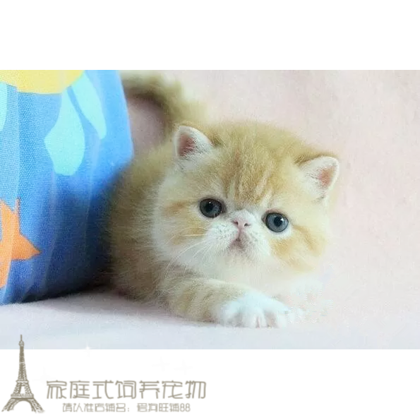 加菲猫宠物猫咪异国短毛猫家养纯种短毛幼猫活体电影版加菲猫g