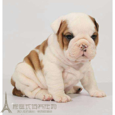 出售纯种活体英国斗牛犬