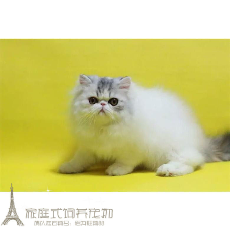 家养纯种加菲猫宠物猫咪异国短毛猫幼猫活体黑白长毛波斯猫弟弟p