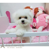 纯种活体法国卷毛比熊犬幼犬茶杯犬迷你型家养赛级幼狗比熊犬73p