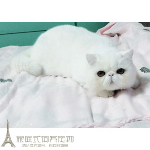 纯种活体宠物加菲猫异国短毛猫纯白色加菲幼猫家养宠物猫出售p