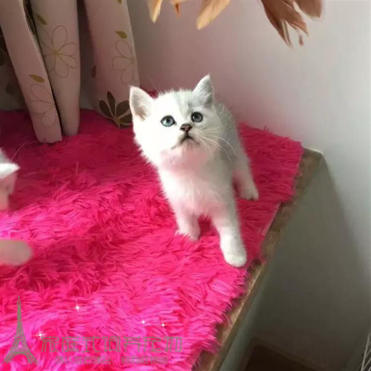 出售英国短毛猫英短银渐层纯种渐层幼猫立耳渐层英短活体宠物猫p
