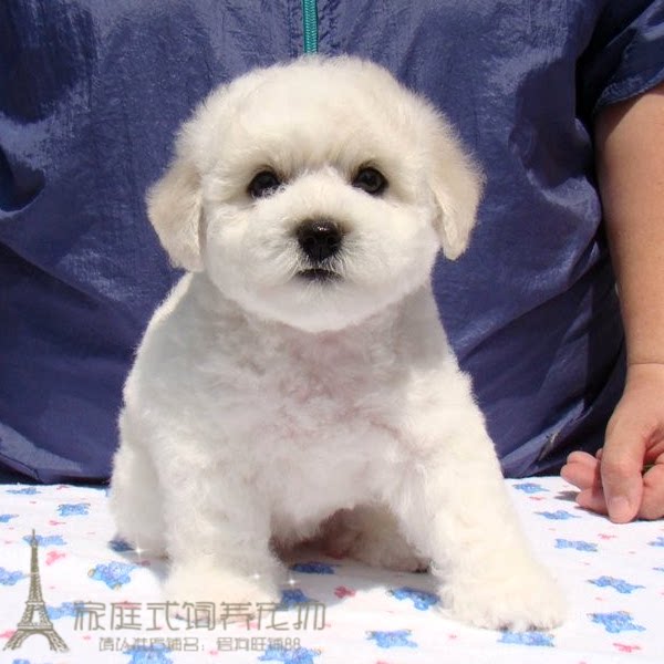 出售法国纯种比熊幼犬迷你小体比熊犬茶杯犬小型犬宠物狗狗bxgg