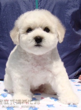 出售法国纯种比熊幼犬迷你小体比熊犬茶杯犬小型犬宠物狗狗BXpp