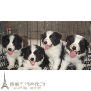 家养赛级边境牧羊犬幼犬活体宠物狗纯种包健康可上门挑选g