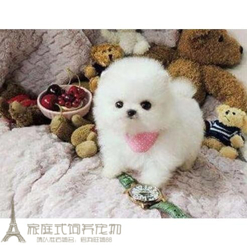 纯白色博美犬纯种茶杯博美日本俊介袖珍球体博美幼犬狗24g
