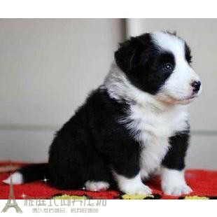 家养赛级健康高智商白金汉血统边境牧羊犬幼犬活体宠物狗健康p